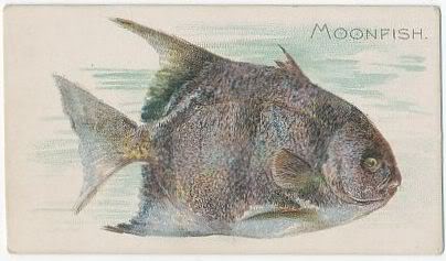 20 Moonfish